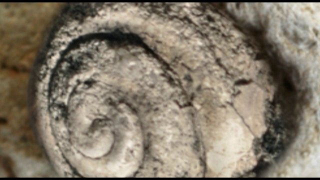 Fossil